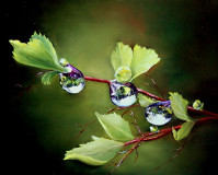 Feuillage et perles d'eau