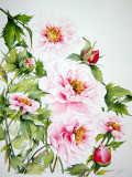 Les pivoines de Chine