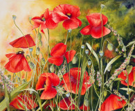 Meli-Melo Coquelicots