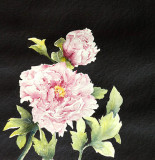 pivoine-de-chine-1