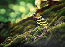 fougères oil wood 45 x 60